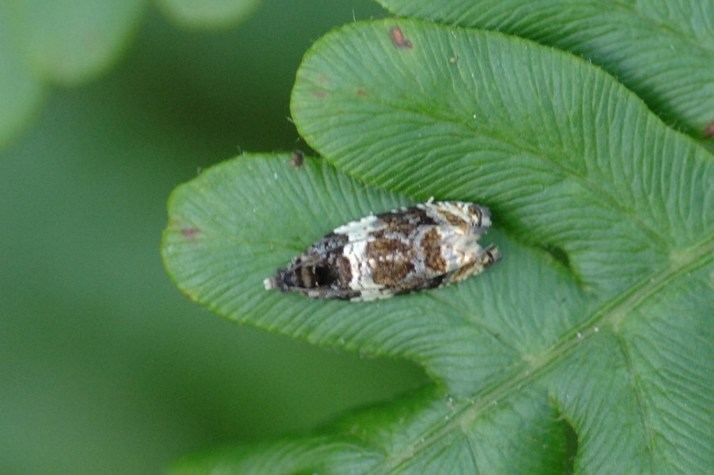 073 2011-07042456b Pierpont Meadow Wildlife Sanctuary, MA.JPG - Torcid Moth (Olethreutes bipartitana). Pierpont Meadow Wildlife Sanctuary, MA, 7-4-2011